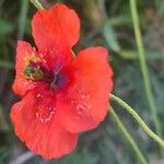 Papaver pinnatifidum Flor