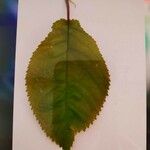 Prunus aviumLeaf