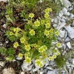 Saxifraga sedoides