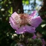 Rubus ulmifolius Flower