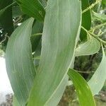 Acacia auriculiformis Blad