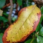 Rhododendron augustinii Hoja