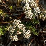 Caropsis verticillatoinundata Floare