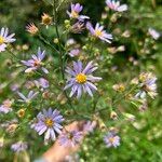 Symphyotrichum oolentangiense 花