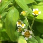 Galinsoga parviflora Floare