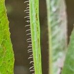 Lactuca virosa Leaf