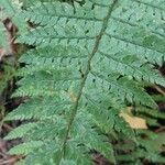 Polystichum makinoi Leaf