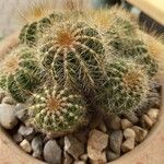 Parodia magnifica Ліст