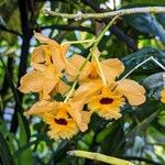 Dendrobium fimbriatum Flower