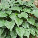 Alocasia cucullata Feuille