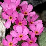 Androsace ciliata Flor