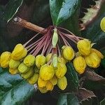 Berberis julianae Floare