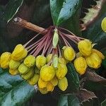 Berberis julianae Blüte