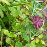 Thymus pulegioides Folio