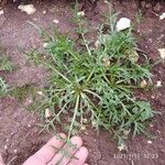 Lepidium coronopus Feuille