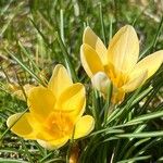 Crocus chrysanthus Flor