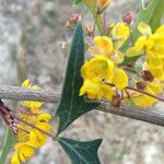 Berberis trifoliolata Цвят