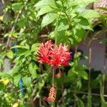 Hibiscus schizopetalus Flor