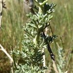 Artemisia caerulescens Hostoa