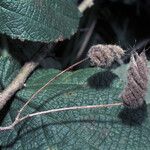 Helicteres pentandra Fruit