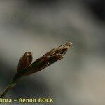 Carex mucronata Fruto