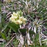 Dactylorhiza sambucina Цветок