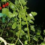 Solanum trilobatum Leaf