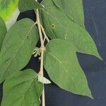 Solanum lepidotum