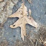 Quercus falcata Leaf