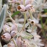 Stachys inflata Frutto