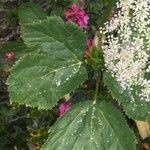 Imperatoria ostruthium Likasa