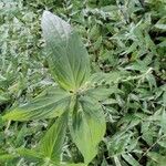 Spigelia anthelmia Leaf