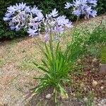 Agapanthus africanus موطن