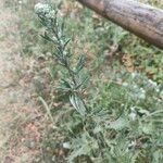 Artemisia vulgarisBlüte