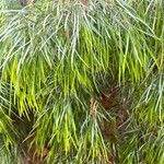 Acacia cognata Fuelha