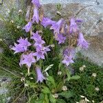 Campanula sibirica Habitus