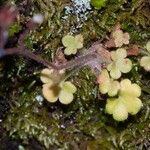 Saxifraga corsica Habitus