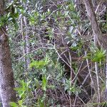 Thiollierea parviflora Hábito