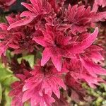 Amaranthus tricolor Levél