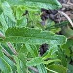 Veronica teucrium Blatt