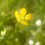 Ranunculus muricatus Floare