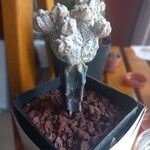 Astrophytum myriostigmaΣυνήθη χαρακτηριστικά