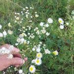 Erigeron strigosusFloro