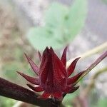 Hibiscus sabdariffa Квітка