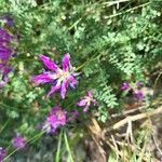 Astragalus onobrychis Virág