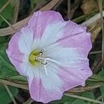 Convolvulus arvensisKvet