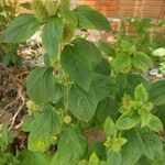 Acalypha alopecuroidea Blatt