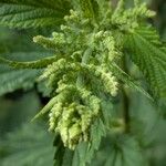 Urtica dioica Flower