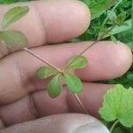 Galium rotundifolium List