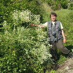 Crambe tataria Habitus